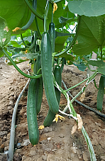 Краставици Бомбър F1 Краставици Бомбър F1 | Макадамия 05