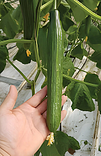 Краставици Палермо Краставици Палермо | Макадамия 05