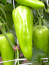 Пипер Пирует Пипер Пирует | Макадамия 05