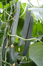 Краставици Стратегос Краставици Стратегос | Макадамия 05