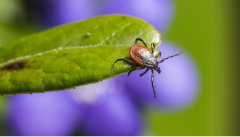 Айкън 10 СК за борба с кърлежи, бълхи, хлебарки, мравки и други