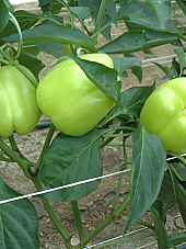 Семена Пипер Долми F1 | Макадамия 05