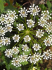 Семена Анасон Семена Анасон | Макадамия 05