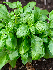 Семена Босилек едър (обикновен) Семена Босилек едър (обикновен) | Макадамия 05