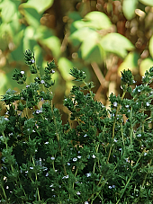 Семена Подправки Чубрица | Макадамия 05