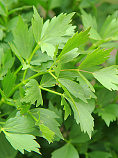 Семена Подправки Девисил Семена Подправки Девисил | Макадамия 05