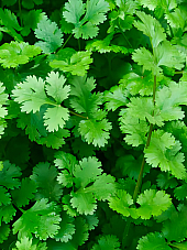 Семена Кориандър | Макадамия 05