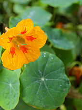 Семена Латинка | Макадамия 05