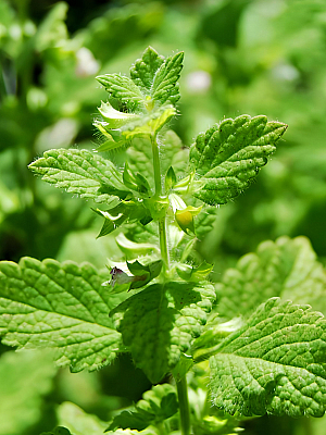 Семена подправка Маточина  | Макадамия 05