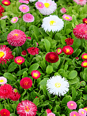 Семена Паричка Bellis perennis Семена Паричка Bellis perennis | Макадамия 05