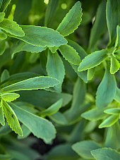 Подправки Стевия | Макадамия 05