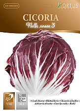 Цветя Цикория Главеста Цветя Цикория Главеста | Макадамия 05