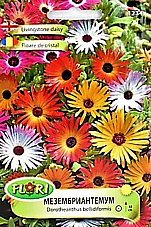 Цветя Мезембриантемум 1234 Цветя Мезембриантемум 1234 | Макадамия 05