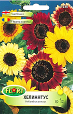 Цветя Хелиантус / Слънчоглед Микс 1236 Цветя Хелиантус / Слънчоглед Микс 1236 | Макадамия 05