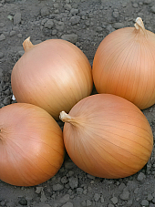 Лук Дайтона | Макадамия 05