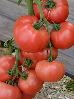 Домати Фуджи Пинк | Макадамия 05