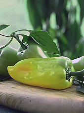 Семена Пипер Стряма Семена Пипер Стряма | Макадамия 05