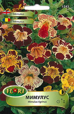 Цветя Мимулус 1243 | Макадамия 05