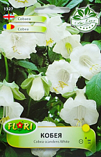 Цветя Кобея Бяла 1327 | Макадамия 05