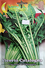 Семена Цикория | Макадамия 05