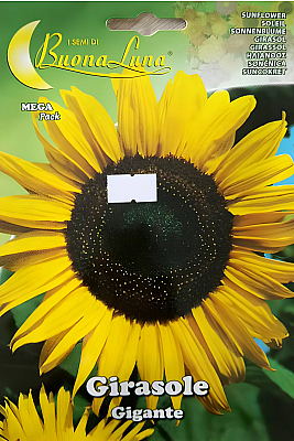 Семена Слънчоглед | Макадамия 05