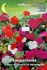 Семена Импатиенс  Семена Импатиенс  | Макадамия 05