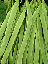 Семена зелен фасул Алгарве F1 Семена зелен фасул Алгарве F1 | Макадамия 05