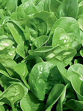 Семена бейби спанак Аполо F1 Семена бейби спанак Аполо F1 | Макадамия 05