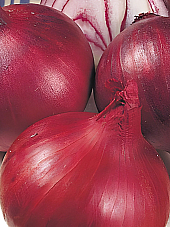 Семена червен лук Електрик F1 | Макадамия 05