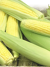 Семена царевица Ерика F1 | Макадамия 05