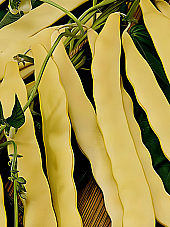 Семена жълт фасул Голдфийлд F1 Семена жълт фасул Голдфийлд F1 | Макадамия 05