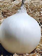 Семена Лук Айспърл F1 | Макадамия 05