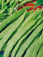 Семена зелен фасул Лимка F1 Семена зелен фасул Лимка F1 | Макадамия 05