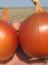 Семена лук Манас F1 | Макадамия 05