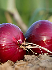 Семена червен лук Робин F1 | Макадамия 05