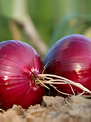 Семена червен лук Робин F1 | Макадамия 05