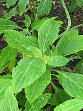 Семена Салвия Семена Салвия | Макадамия 05