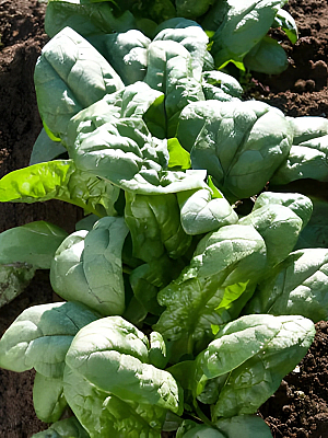 Семена Спанак Спейс F1 | Макадамия 05