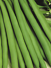 Семена зелен фасул Стенли F1 Семена зелен фасул Стенли F1 | Макадамия 05