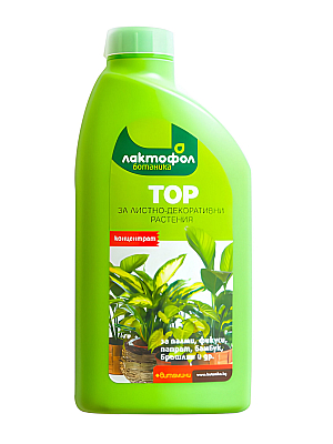 Лактофол тор за Декоративни | Макадамия 05