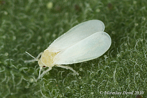 Белокрилка | Макадамия 05