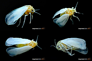 Белокрилка | Макадамия 05