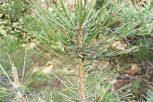 Ръждива борова листна оса | Макадамия 05