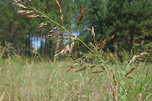 Балур | Макадамия 05