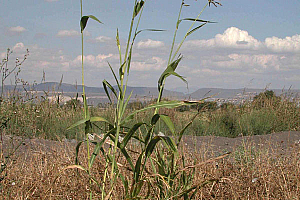 Балур | Макадамия 05