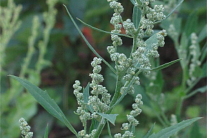 Бяла лобода | Макадамия 05