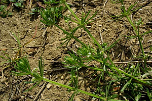 Лепка | Макадамия 05