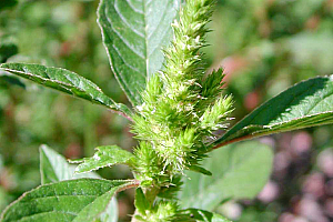 Щир обикновен | Макадамия 05