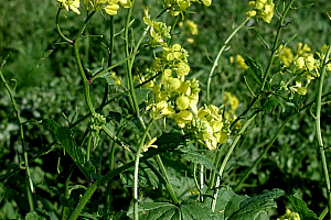 Синап полски | Макадамия 05