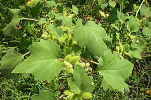 Свиница | Макадамия 05